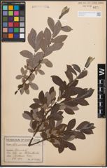 Foto von Salix cinerea L.